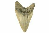 Serrated, Fossil Megalodon Tooth - North Carolina #257960-1